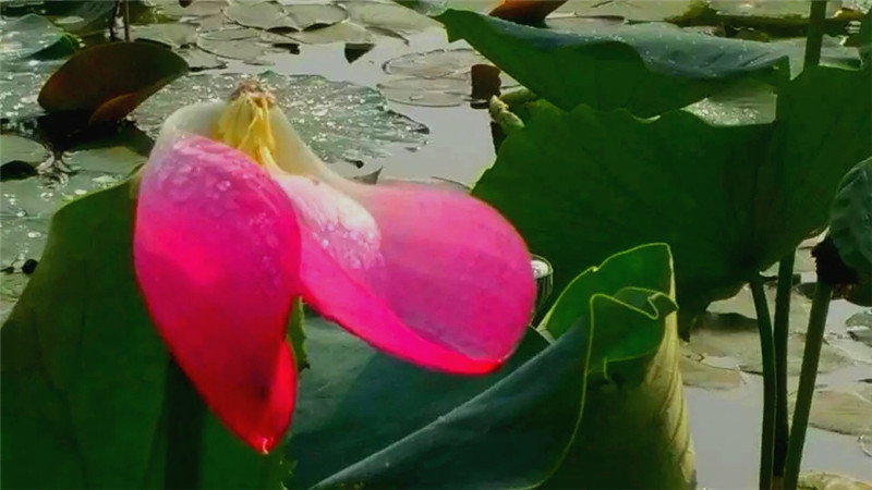 在輕柔的兩絲沐浴下，顯得更加清秀，雅潔，嫵媚，可愛