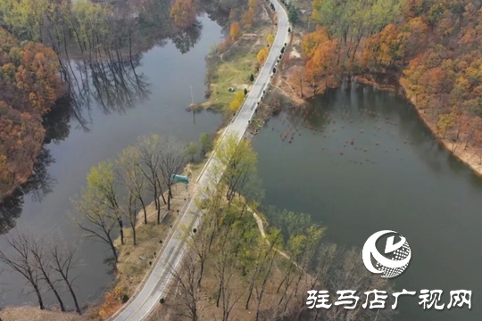 【大美天中】湖畔添新景!泌陽銅山湖30畝池杉林成生態(tài)打卡地