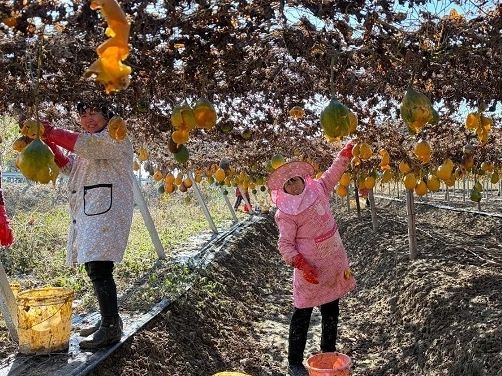 新蔡縣陳店鎮(zhèn)：千畝瓜蔞迎豐收 “黃金果”鋪就致富路