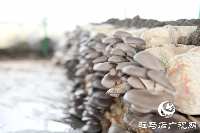 新蔡黃樓：小菌菇撐起鄉村&ldquo;致富傘&rdquo;